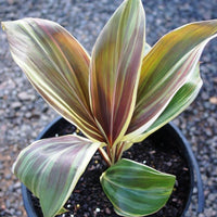 Cordyline 'Miss Andrea' (Cordyline fruticosa)