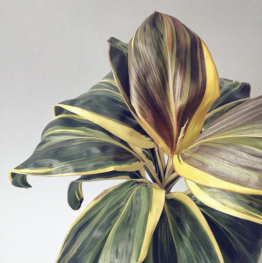 Cordyline 'Miss Andrea' (Cordyline fruticosa) - Ladybird Nursery