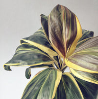 Cordyline 'Miss Andrea' (Cordyline fruticosa)