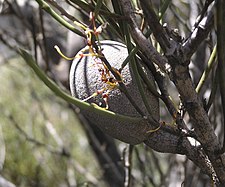 Cricket Ball Hakea (Hakea platysperma)