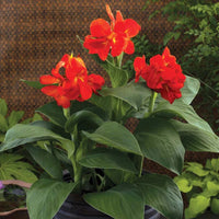 Canna South Pacific Scarlet (Canna) - Ladybird Nursery