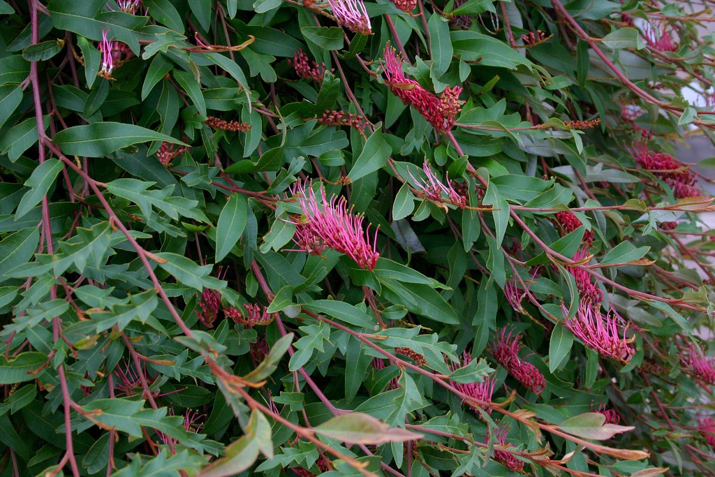 Grevillea Royal Mantle Standards (Grevillea Poorinda)