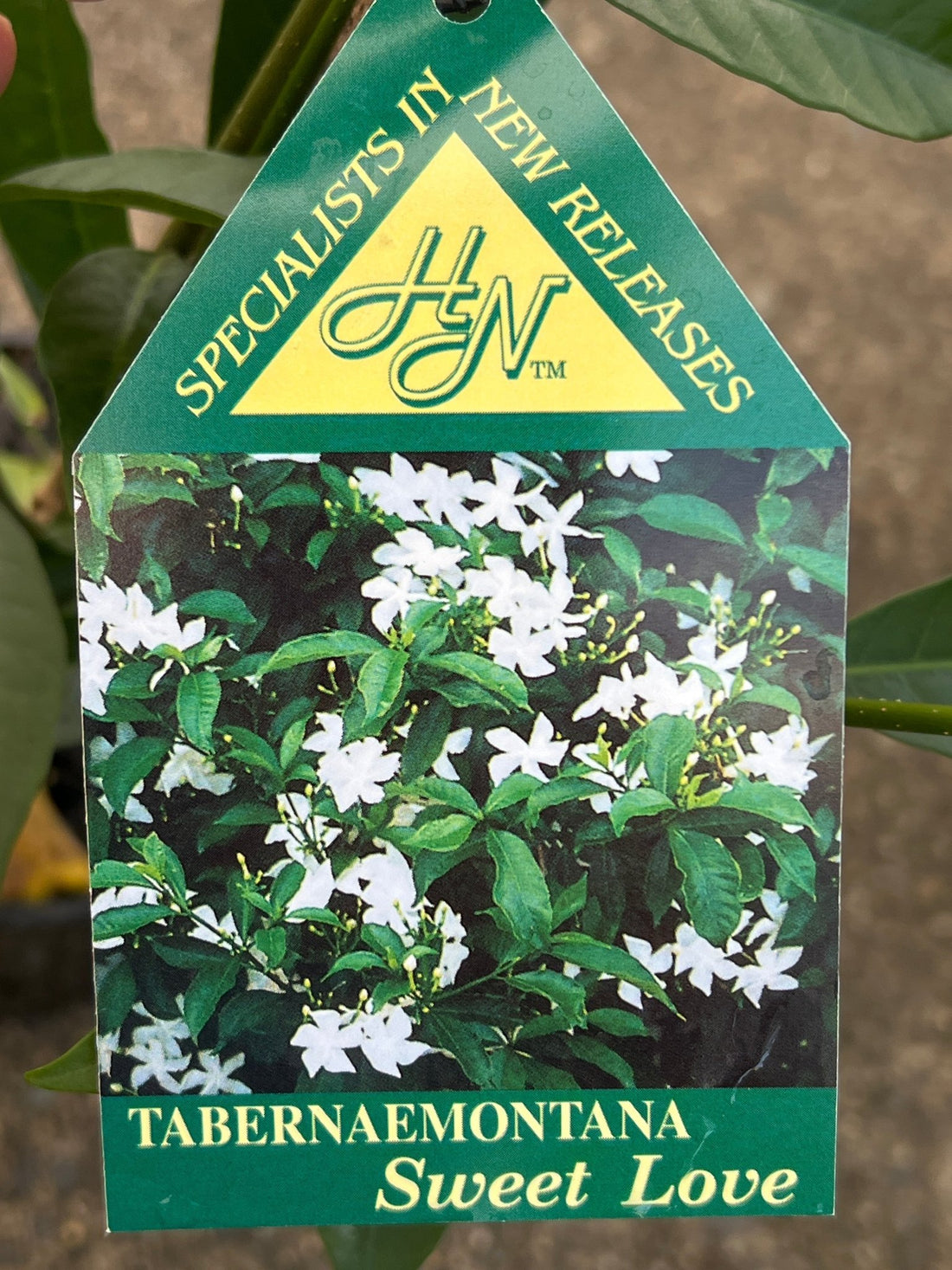 Tabernaemontana ‘Sweet Love’ - Ladybird Nursery