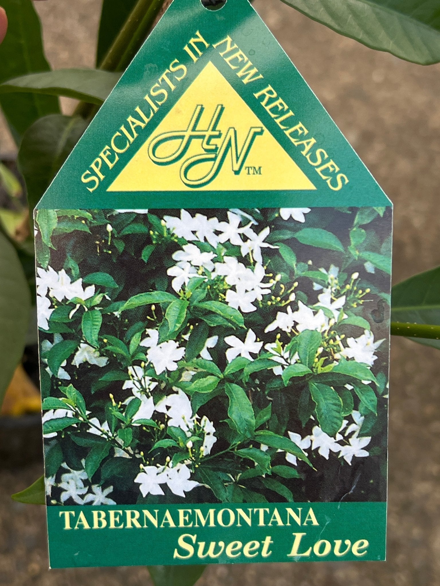 Tabernaemontana ‘Sweet Love’ - Ladybird Nursery