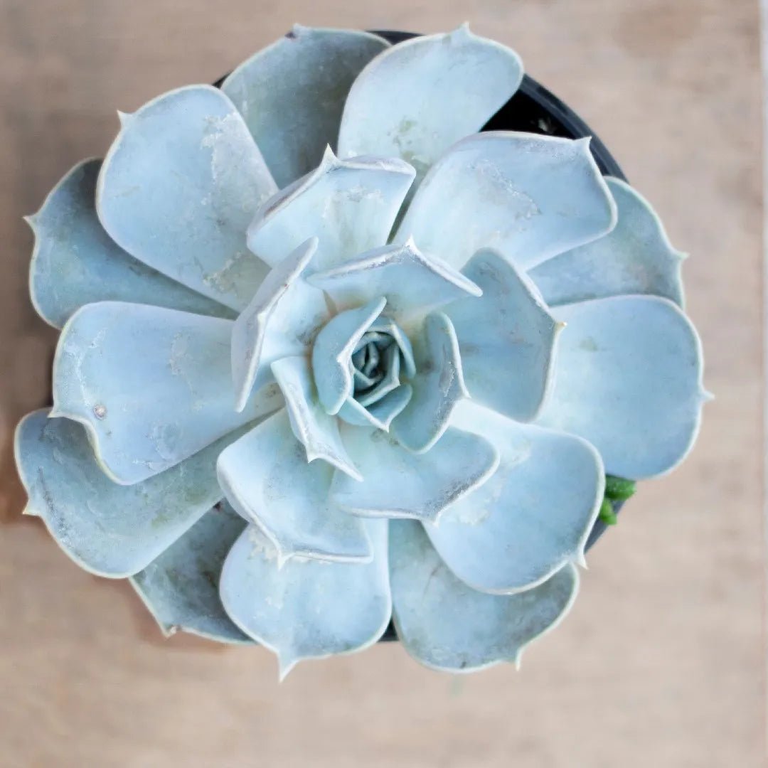 Hens and Chicks (Echeveria Zorro) - Ladybird Nursery
