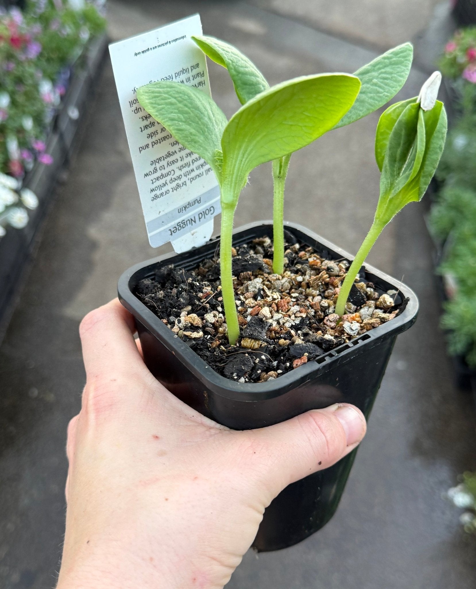 Pumpkin 'Golden Nugget' (Pickup Only) - Ladybird Nursery