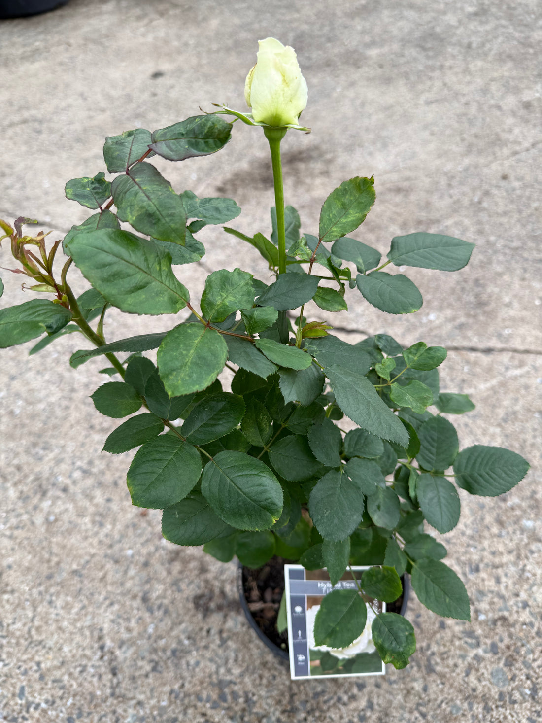 Rose ‘Tineke’