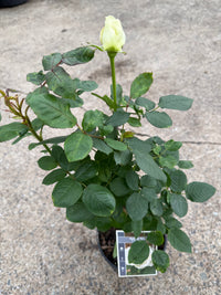 Rose ‘Tineke’
