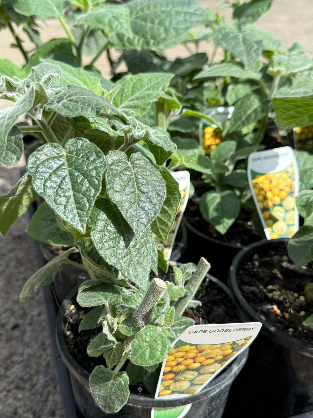 Cape Gooseberry (Incaberry) - Ladybird Nursery