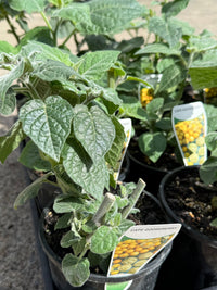 Cape Gooseberry (Incaberry) - Ladybird Nursery