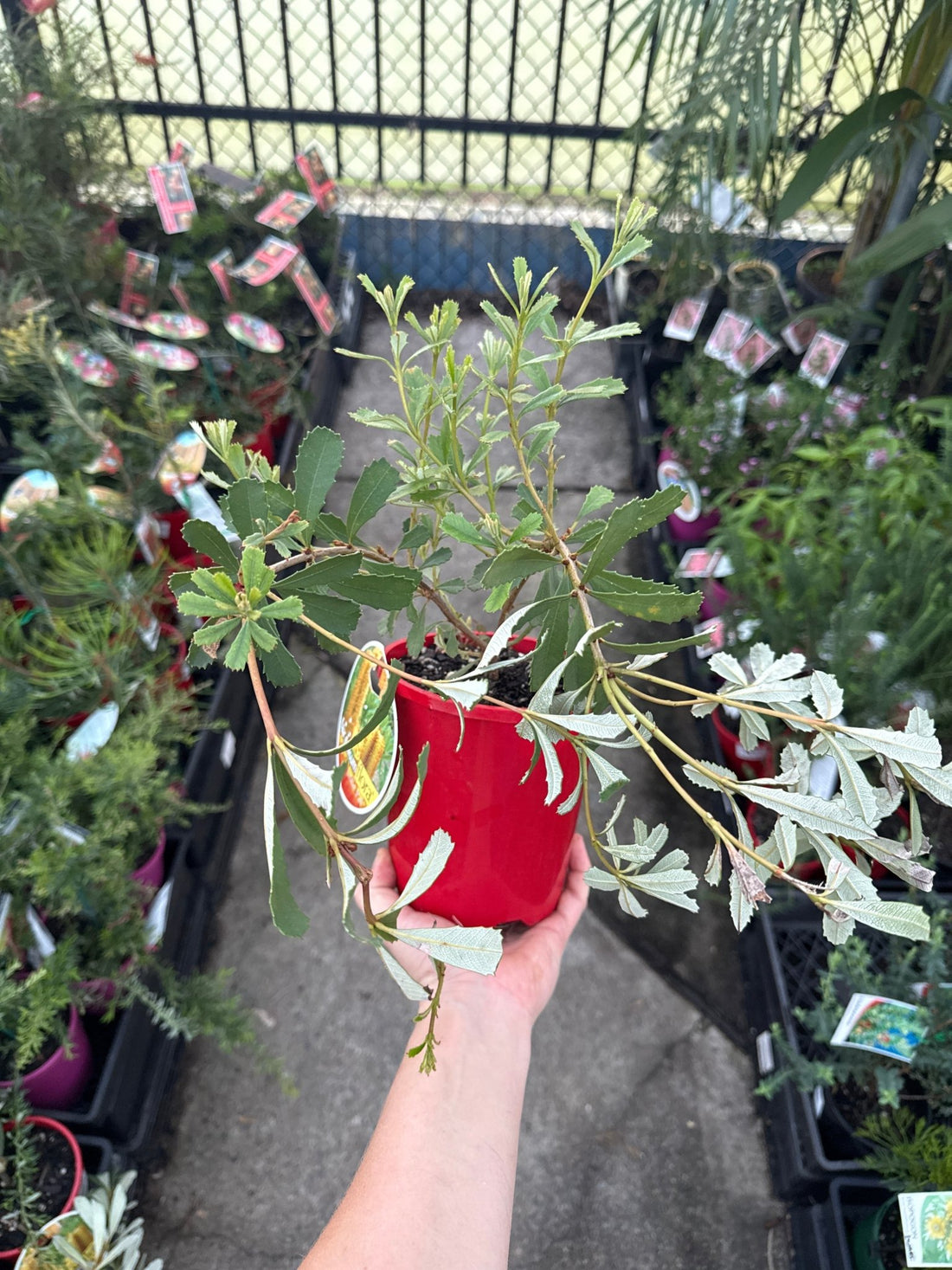 Banksia Little Pal - Ladybird Nursery