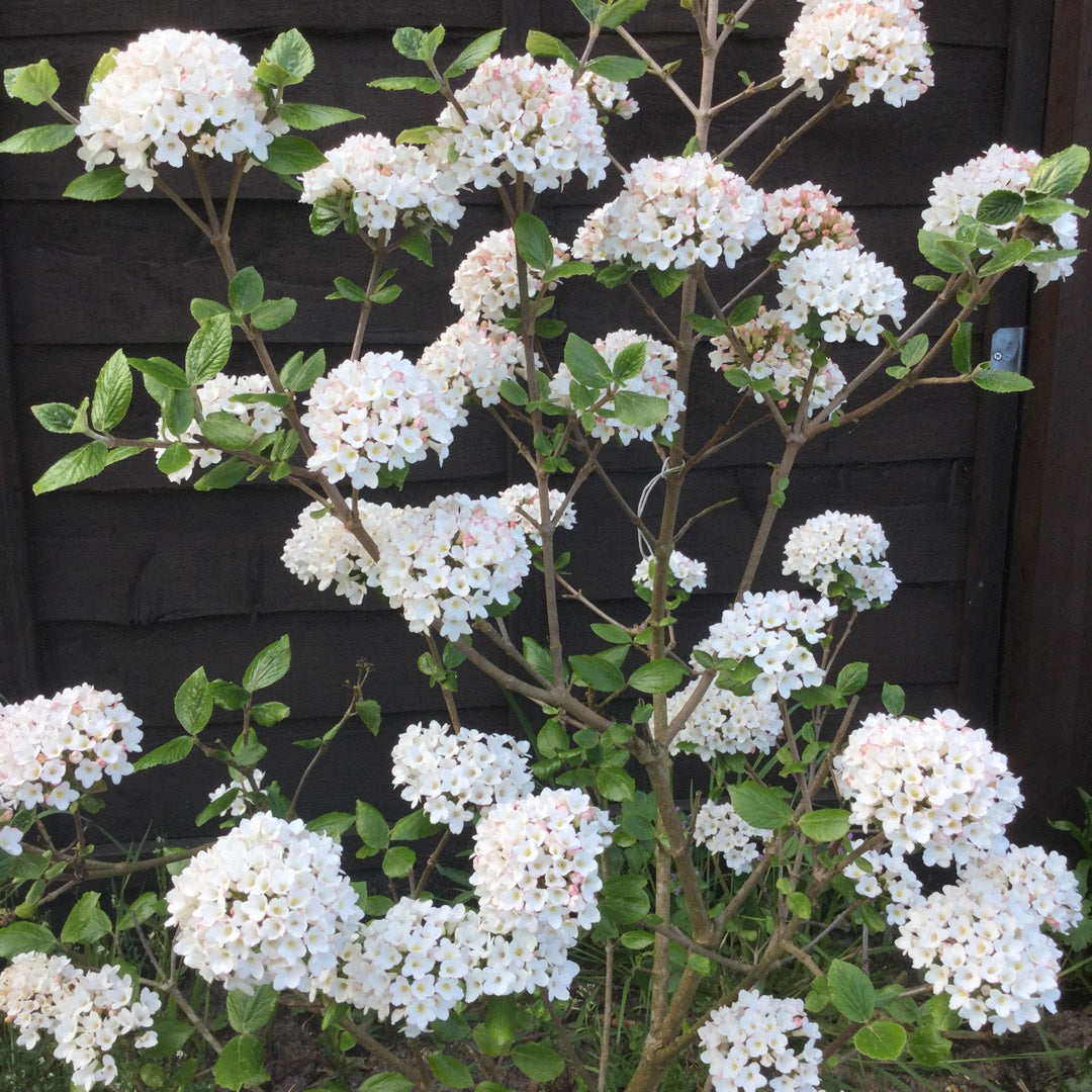 Burkwood Viburnum burkwoodii Anne Russell (Viburnum x)