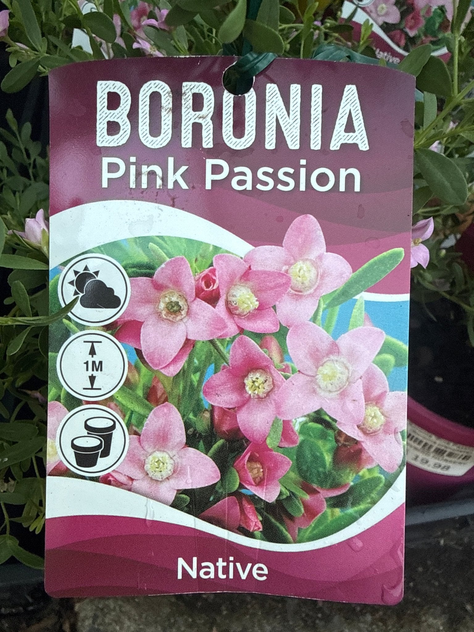 Boronia 'Pink Passion' (Boronia crenulata) - Ladybird Nursery