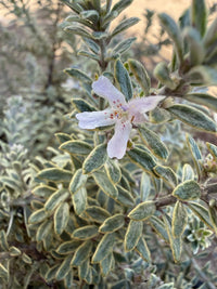 Coastal Rosemary 'Smokey' (Westringia fruticosa) - Large - Ladybird Nursery