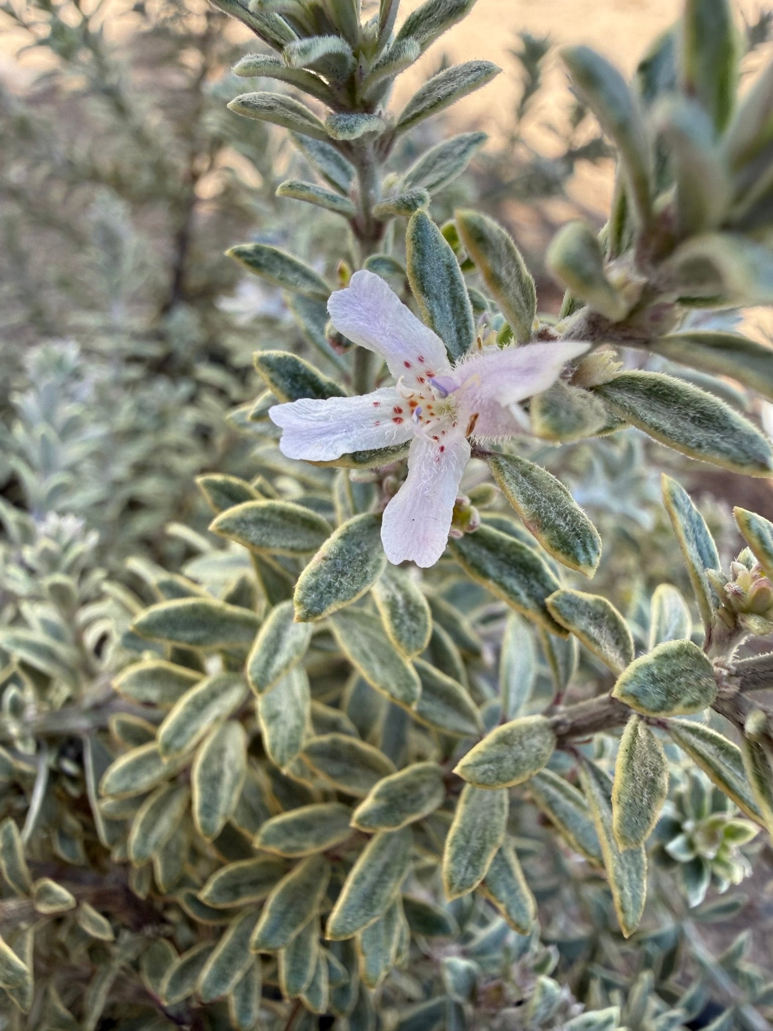 Coastal Rosemary 'Smokey' (Westringia fruticosa) - Large - Ladybird Nursery