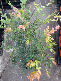 Jaboticaba (Large) - Ladybird Nursery