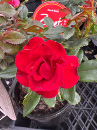 Rose ‘Zepeti’ - Ladybird Nursery