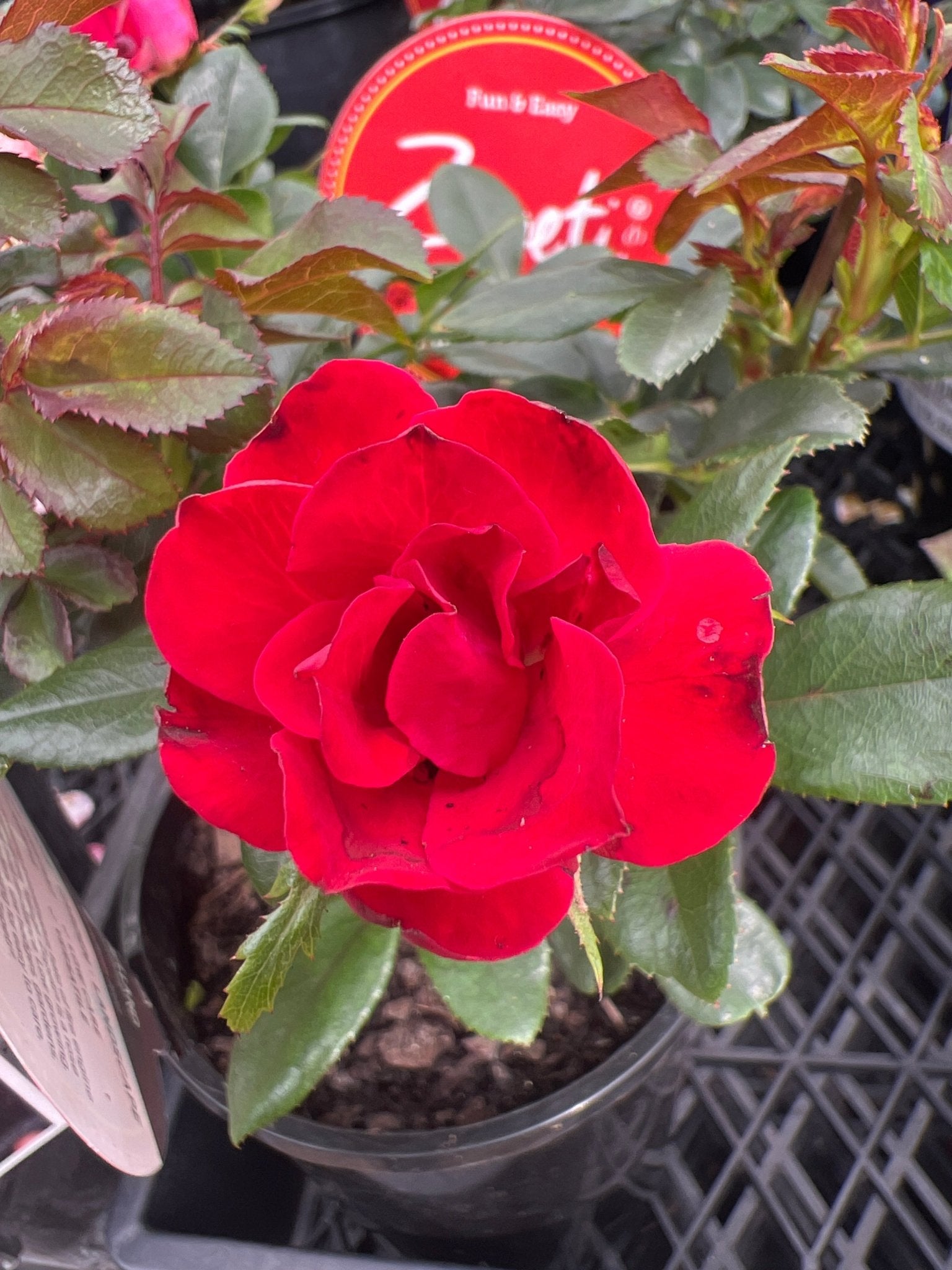 Rose ‘Zepeti’ - Ladybird Nursery