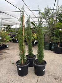 Italian Pencil Pine (300mm Pots) PICK UP ONLY - Ladybird Nursery