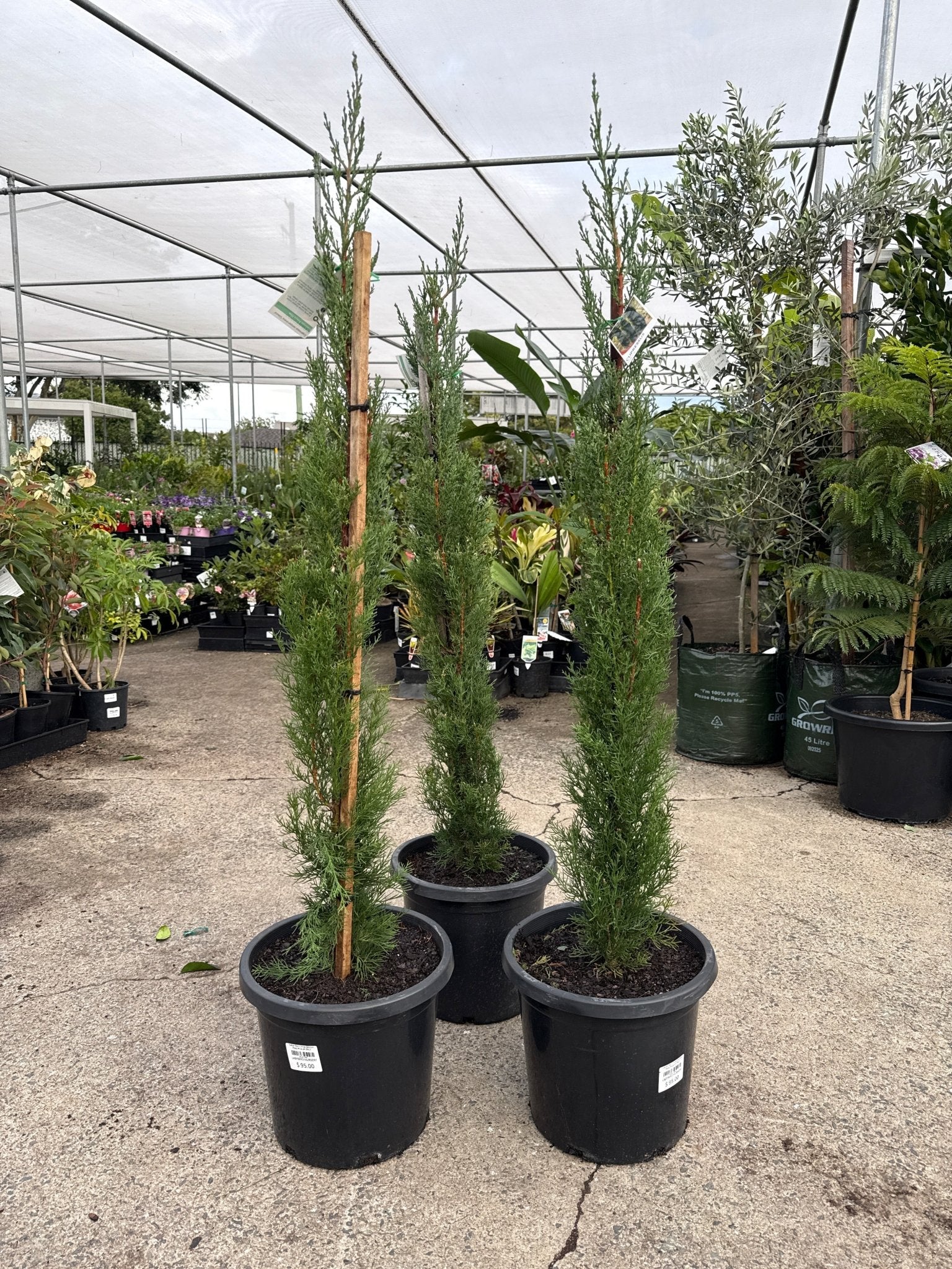 Italian Pencil Pine (300mm Pots) PICK UP ONLY - Ladybird Nursery