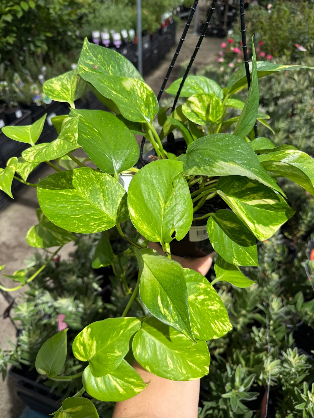 Pothos 'Green and Yellow' Hanger - Ladybird Nursery