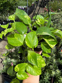 Pothos 'Green and Yellow' Hanger - Ladybird Nursery