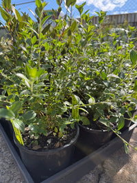 Marmalade Bush 'Ginger Meggs' (Streptosolen jamesonii) - Ladybird Nursery