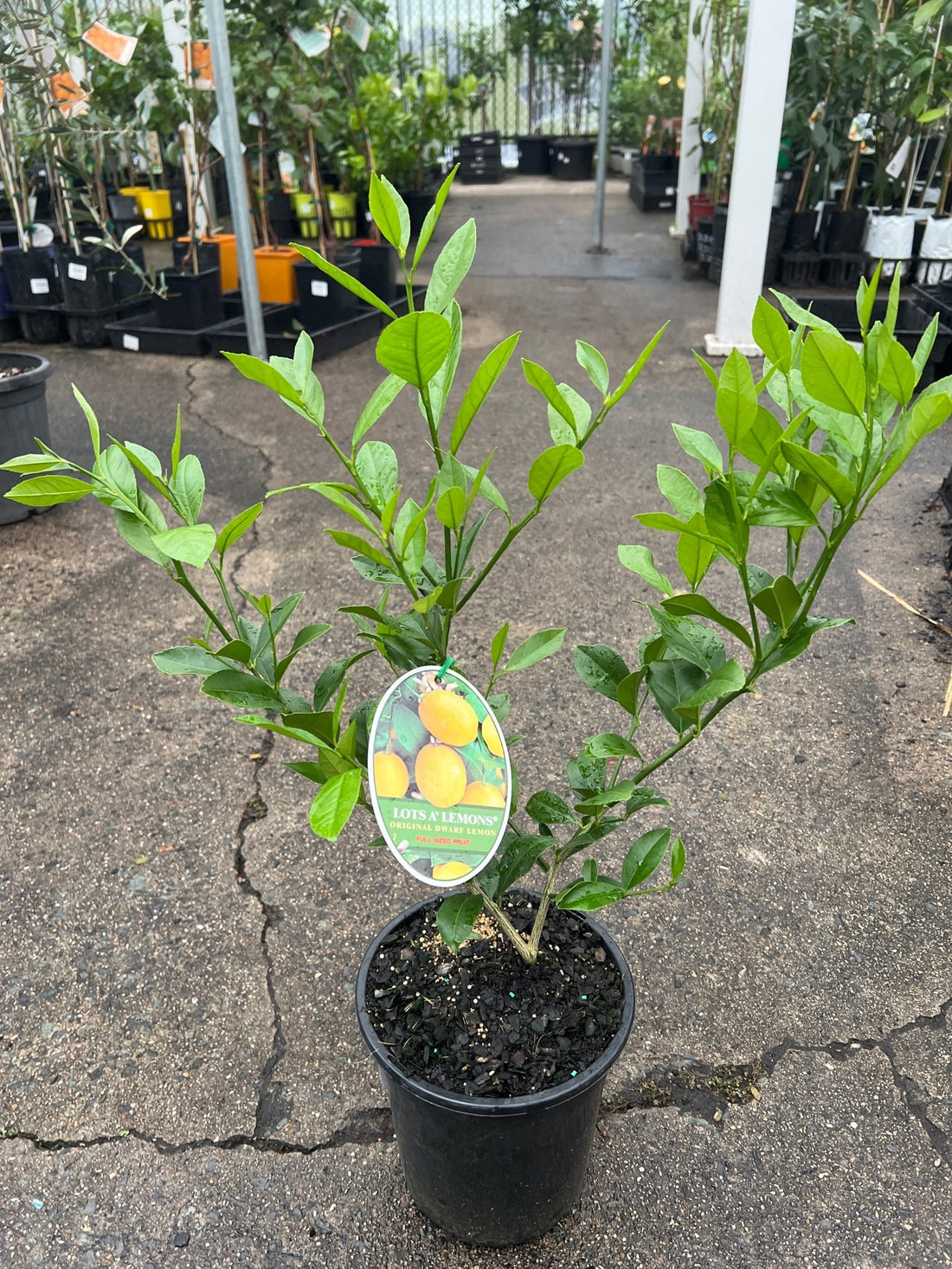 Lotsa Lemons - Large (QLD Only) - Ladybird Nursery
