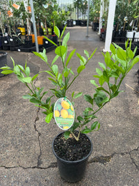 Lotsa Lemons - Large (QLD Only) - Ladybird Nursery