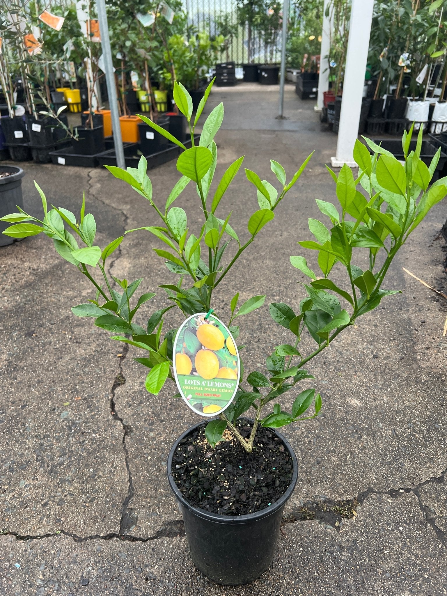 Lotsa Lemons - Large (QLD Only) - Ladybird Nursery