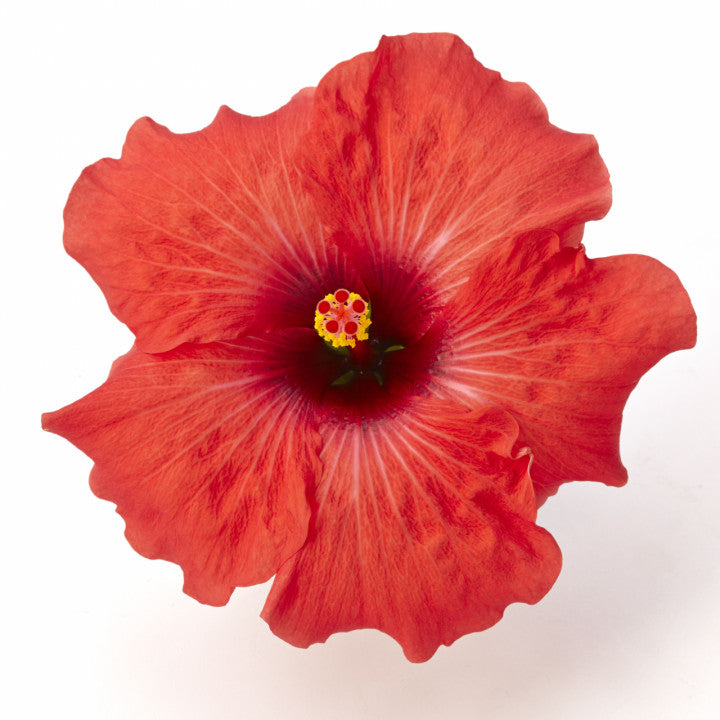 Hibiscus Flamenco™ Adonicus Red