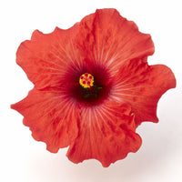 Hibiscus Flamenco™ Adonicus Red