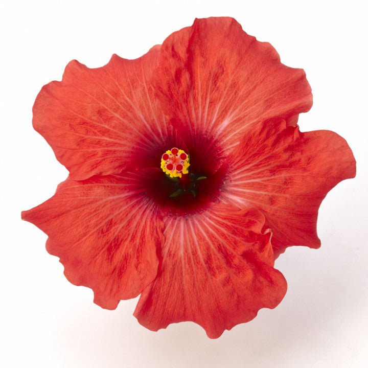 Hibiscus Flamenco™ Adonicus Red - Ladybird Nursery