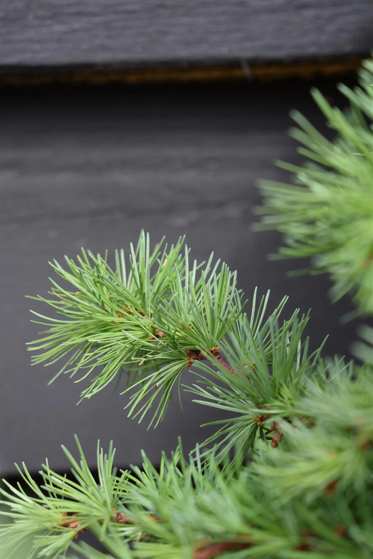 Dwarf Larch Little Bogle (Larix decidua) - Ladybird Nursery