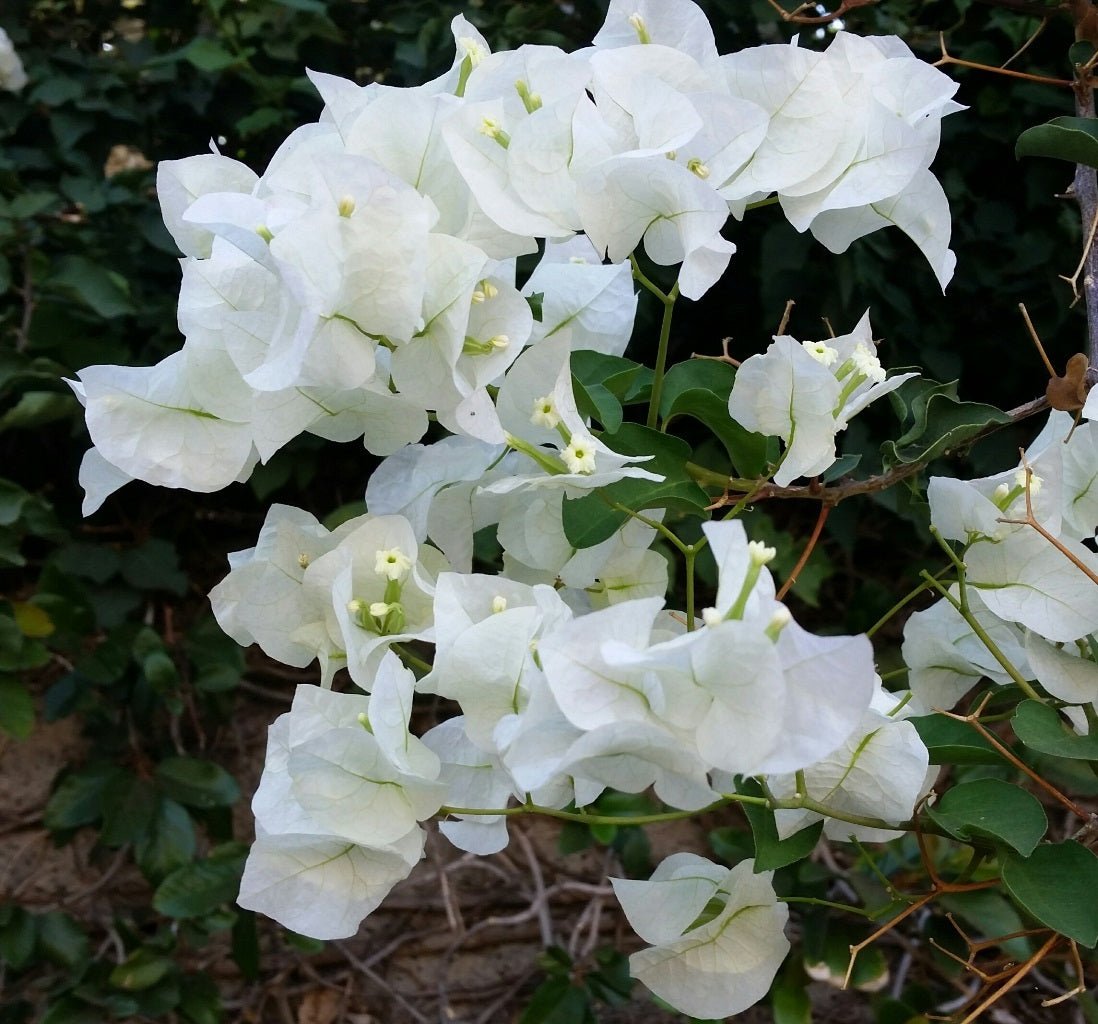 Bougainvillea Jamaican White (Bougainvillea glabra) - Ladybird Nursery