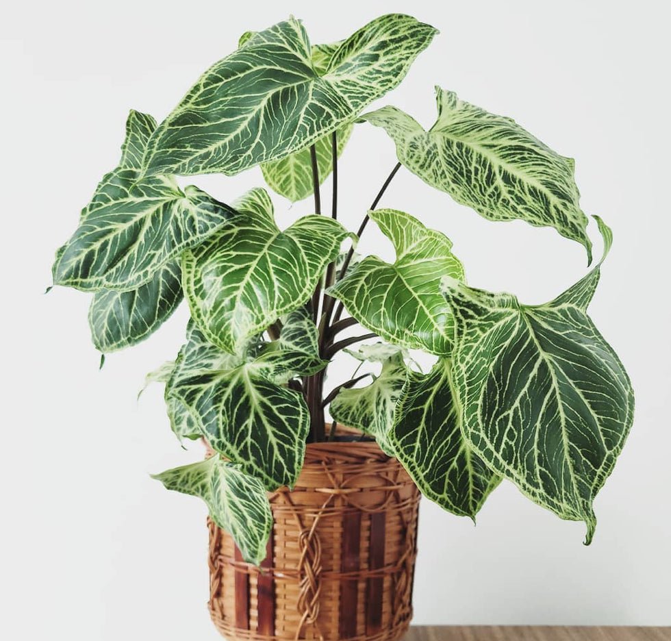 Syngonium Batik - Ladybird Nursery