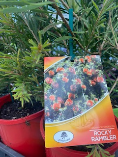 Bottlebrush Rocky Rambler (Callistemon pearsonii) - Ladybird Nursery