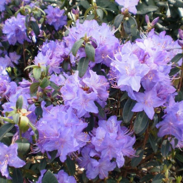 Rhododendron Blue Admiral - Ladybird Nursery