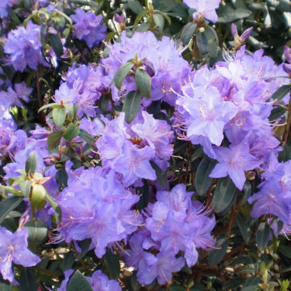 Rhododendron Blue Admiral