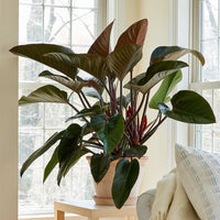 Philodendron Congo - Ladybird Nursery