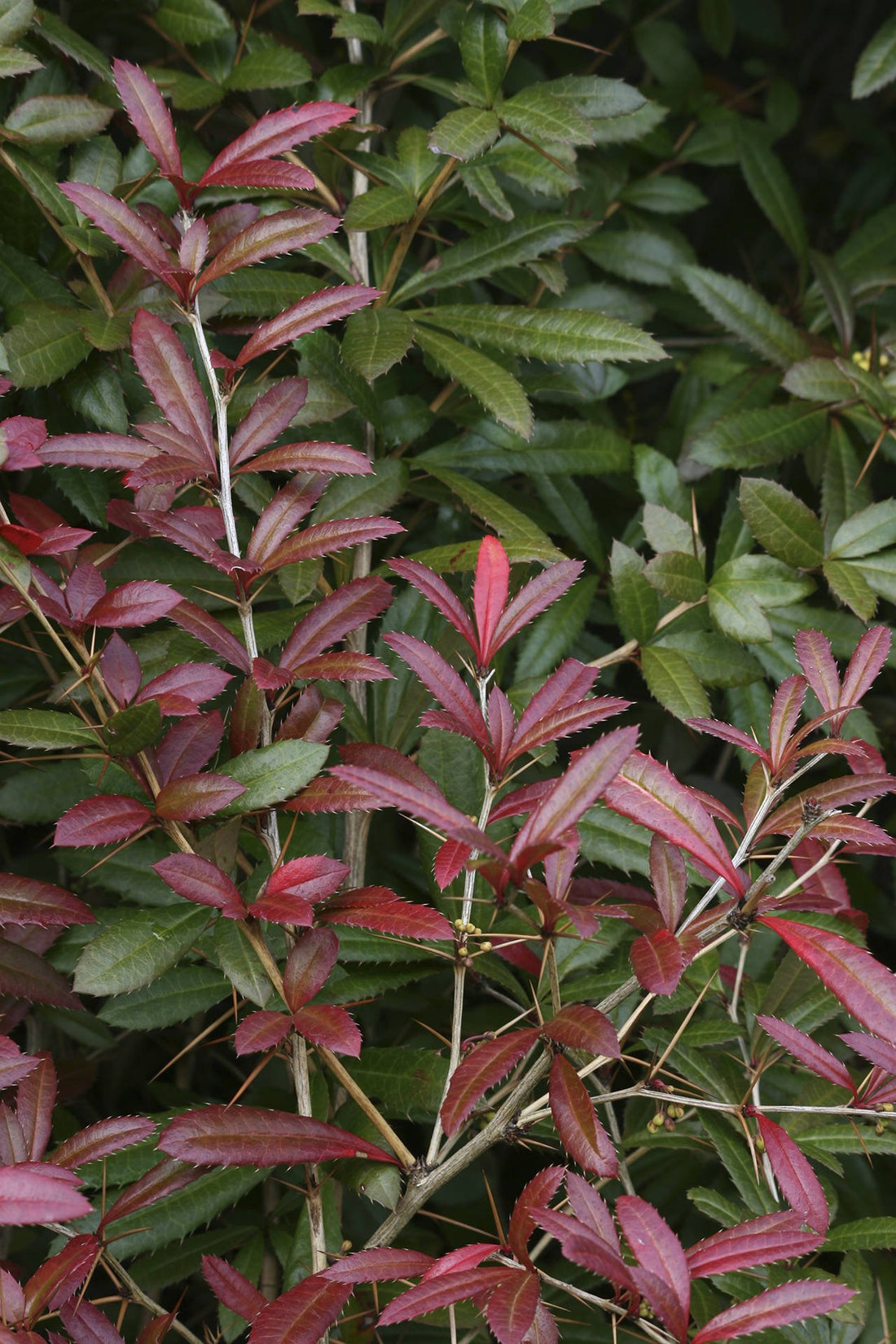 Spring Glory Barberry (Berberis julianae) - Ladybird Nursery