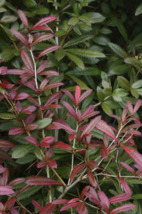 Spring Glory Barberry (Berberis julianae) - Ladybird Nursery