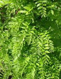 Honey Locust Elegantissima (Gleditsia triacanthos)