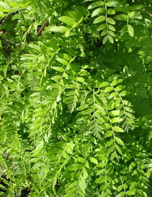 Honey Locust Elegantissima (Gleditsia triacanthos) - Ladybird Nursery