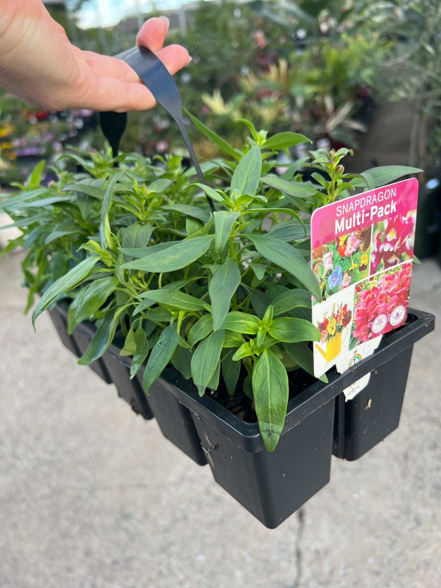 Snapdragon (Antirrhinum Majus) Mixed 10 Cell (PICK UP ONLY) - Ladybird Nursery