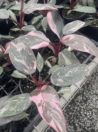 Philodendron 'Pink Princess’ - Ladybird Nursery