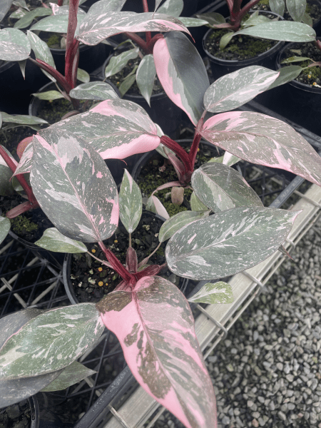 Philodendron 'Pink Princess’ - Ladybird Nursery