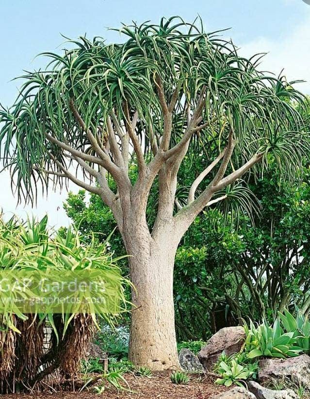 Tree Aloe (Aloe bainesii)
