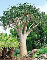 Tree Aloe (Aloe bainesii) - Ladybird Nursery