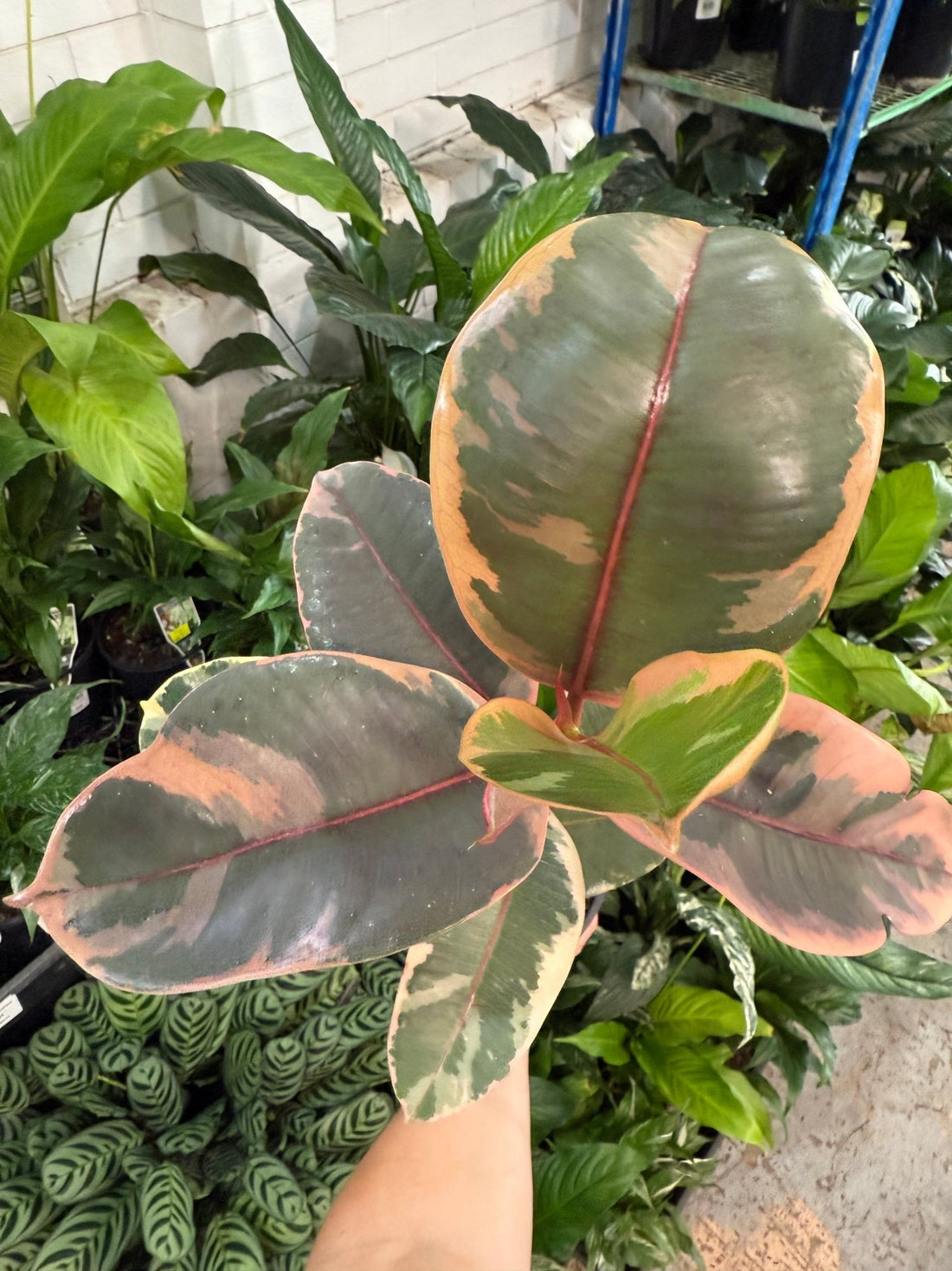 Ficus Ruby Rubber Plant (Ficus elastica) - Ladybird Nursery